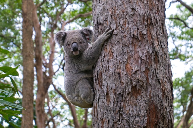 Great Otway National Park rainforest